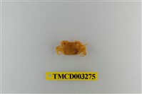 藏品(平背蜞)的圖片